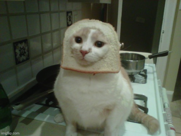 bread cat | image tagged in bread cat | made w/ Imgflip meme maker