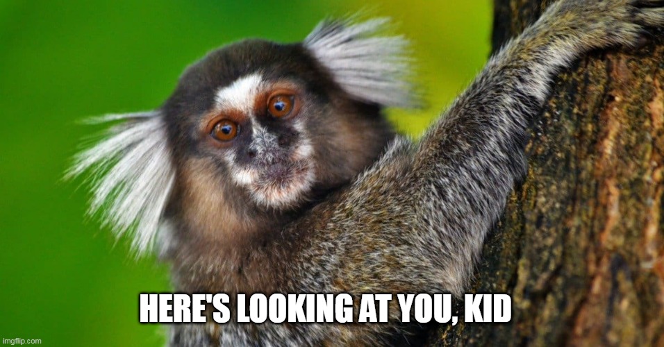  HERE'S LOOKING AT YOU, KID | image tagged in marmoset | made w/ Imgflip meme maker