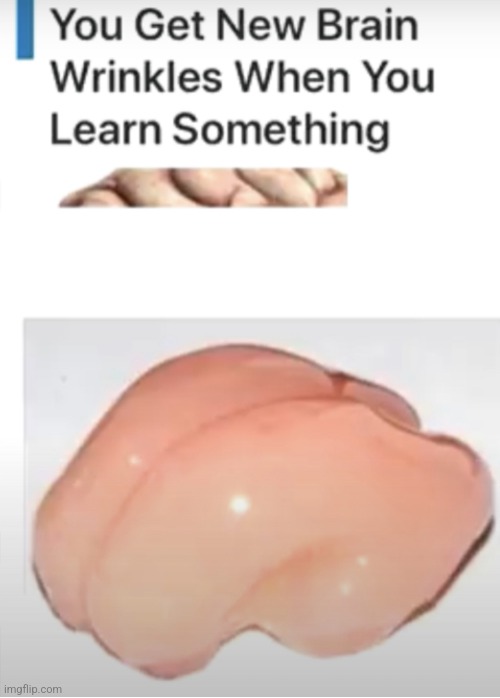 You Get New Brain Wrinkles When You Learn Something | image tagged in you get new brain wrinkles when you learn something | made w/ Imgflip meme maker