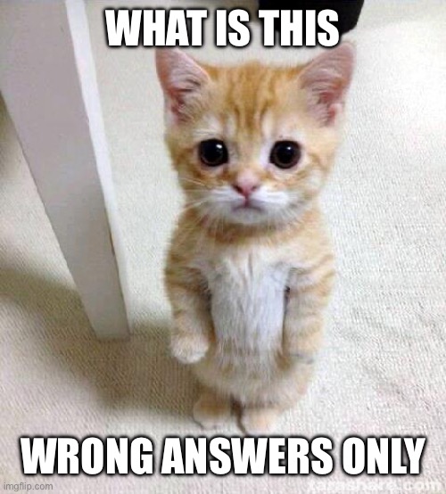 e | WHAT IS THIS; WRONG ANSWERS ONLY | image tagged in memes,cute cat | made w/ Imgflip meme maker