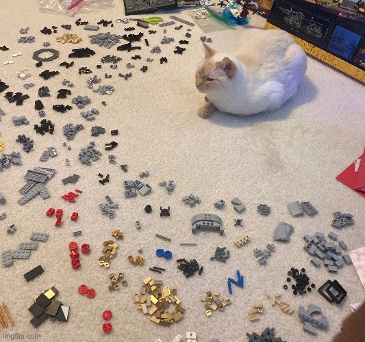 Frankie building lego | image tagged in lego,cat | made w/ Imgflip meme maker