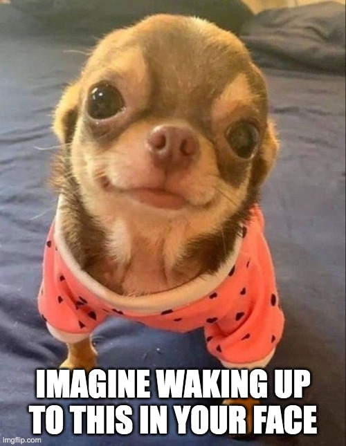 Waking up to cuteness | IMAGINE WAKING UP TO THIS IN YOUR FACE | image tagged in chihuahua,cuteness,cuteness overload | made w/ Imgflip meme maker
