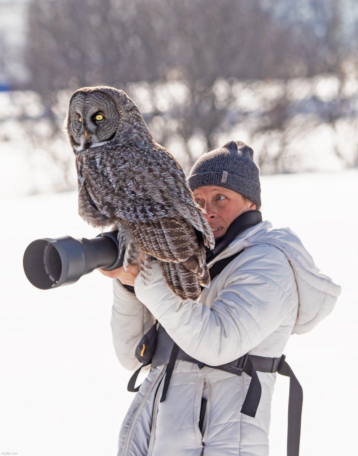 . | image tagged in owl sits on photographer | made w/ Imgflip meme maker