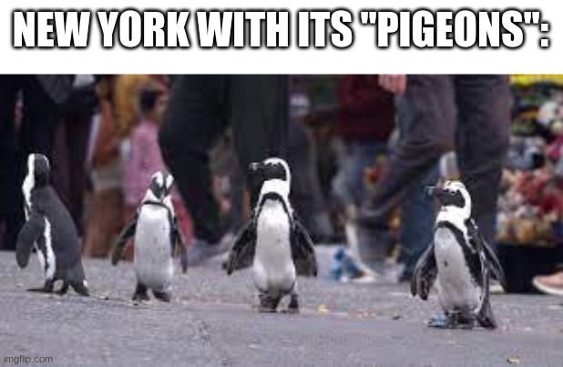NEW YORK WITH ITS "PIGEONS": | made w/ Imgflip meme maker