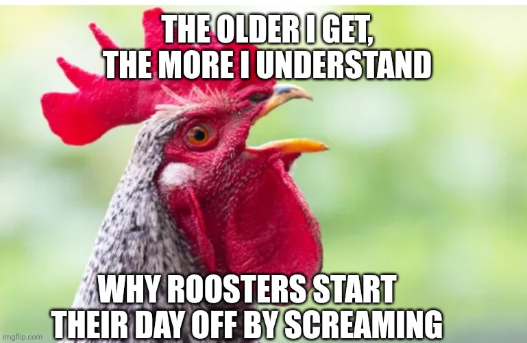The older I get | THE OLDER I GET, THE MORE I UNDERSTAND; WHY ROOSTERS START THEIR DAY OFF BY SCREAMING | image tagged in rooster,older,screaming,getting older | made w/ Imgflip meme maker