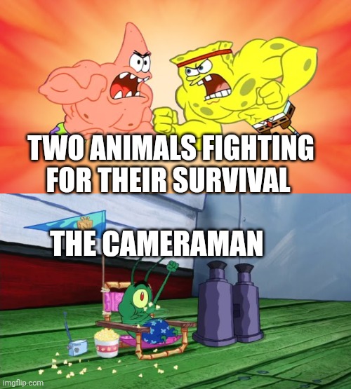 Cameraman: nice | TWO ANIMALS FIGHTING FOR THEIR SURVIVAL; THE CAMERAMAN | image tagged in spongebob and patrick fighting with plankton cheering them,survival,memes | made w/ Imgflip meme maker