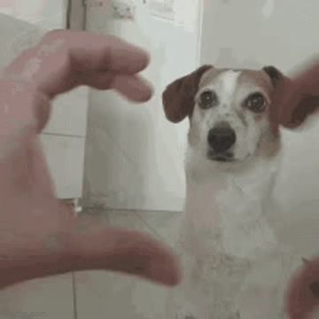 Heart Fingers Fill Cute Animal Dog GIF