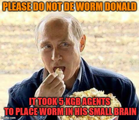 Putin eats popcorn while Trump makes America small and weak | PLEASE DO NOT DE WORM DONALD IT TOOK 5 KGB AGENTS
 TO PLACE WORM IN HIS SMALL BRAIN | image tagged in putin eats popcorn while trump makes america small and weak | made w/ Imgflip meme maker