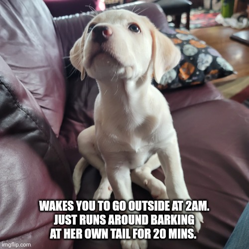 Enid the wonder pup | WAKES YOU TO GO OUTSIDE AT 2AM.
JUST RUNS AROUND BARKING AT HER OWN TAIL FOR 20 MINS. | image tagged in enid the wonder pup | made w/ Imgflip meme maker