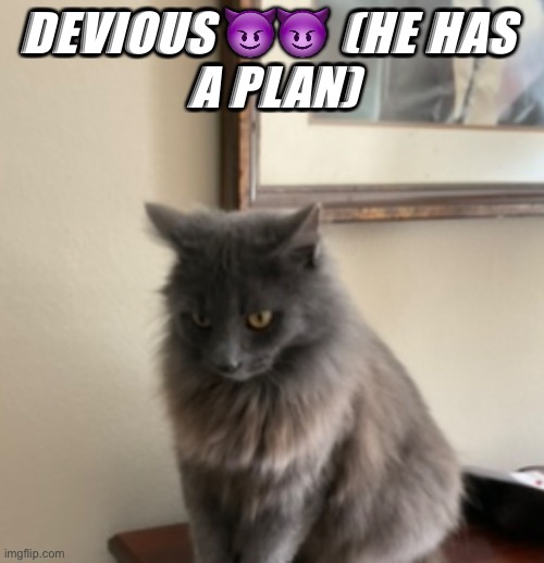 devious | DEVIOUS 😈😈 (HE HAS 
A PLAN) | image tagged in cat,sus,trending | made w/ Imgflip meme maker