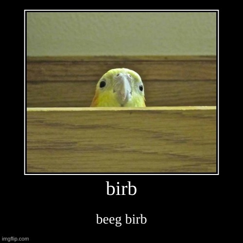 beeg birb | image tagged in beeg birb | made w/ Imgflip meme maker