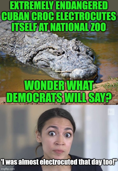Ever get the impression democrats try to inject themselves in every news story? Reality be damned? | EXTREMELY ENDANGERED CUBAN CROC ELECTROCUTES ITSELF AT NATIONAL ZOO; WONDER WHAT DEMOCRATS WILL SAY? 'I was almost electrocuted that day too!" | image tagged in crocodile,aoc stumped,fake news,democrats,liberal logic,crazy | made w/ Imgflip meme maker