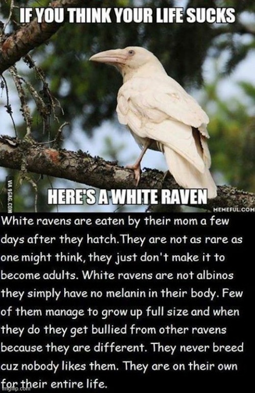 guys im a white raven | made w/ Imgflip meme maker