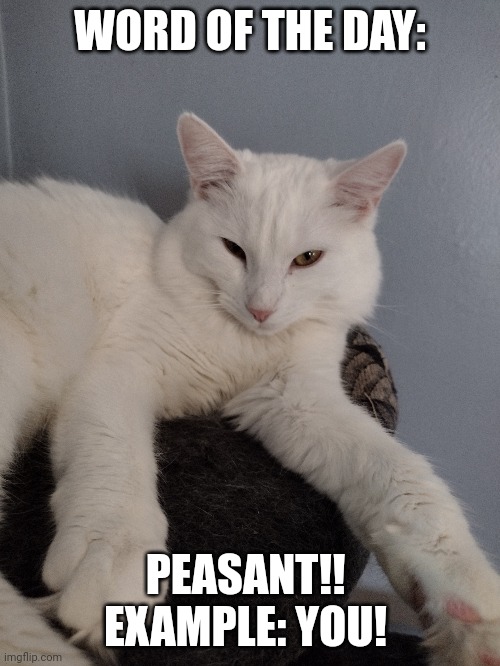 Princess | WORD OF THE DAY:; PEASANT!! 

EXAMPLE: YOU! | image tagged in sassy | made w/ Imgflip meme maker