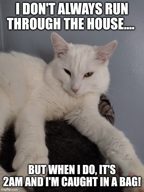 Princess | I DON'T ALWAYS RUN THROUGH THE HOUSE.... BUT WHEN I DO, IT'S 2AM AND I'M CAUGHT IN A BAG! | image tagged in cats,sassy | made w/ Imgflip meme maker