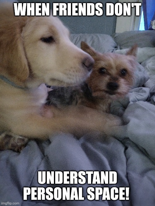Umm?!? | WHEN FRIENDS DON'T; UNDERSTAND PERSONAL SPACE! | image tagged in funny dogs | made w/ Imgflip meme maker