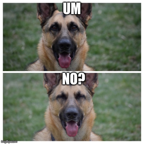 suspicious dog | UM NO? | image tagged in suspicious dog | made w/ Imgflip meme maker