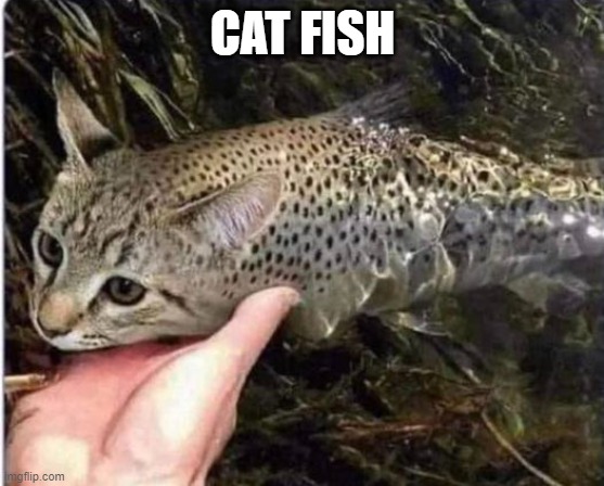 CAT FISH | made w/ Imgflip meme maker