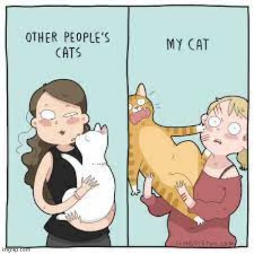 A Cat Lady's Way Of Thinking | image tagged in memes,comics,cat lady,other,cats,mine | made w/ Imgflip meme maker