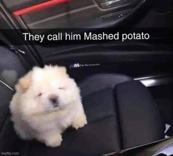 dog looks like potato | image tagged in dogs | made w/ Imgflip meme maker