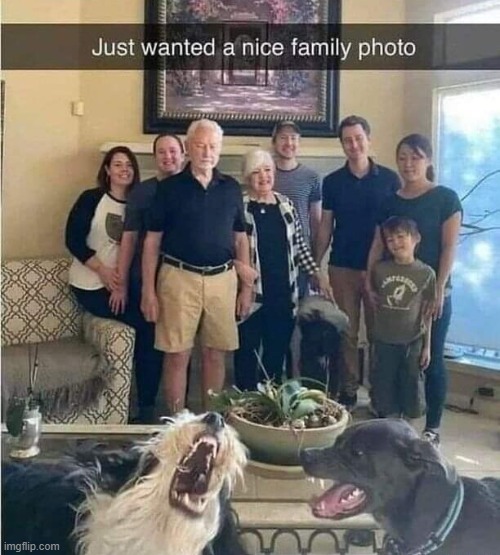 dogs ruined the photo :( | image tagged in dogs | made w/ Imgflip meme maker