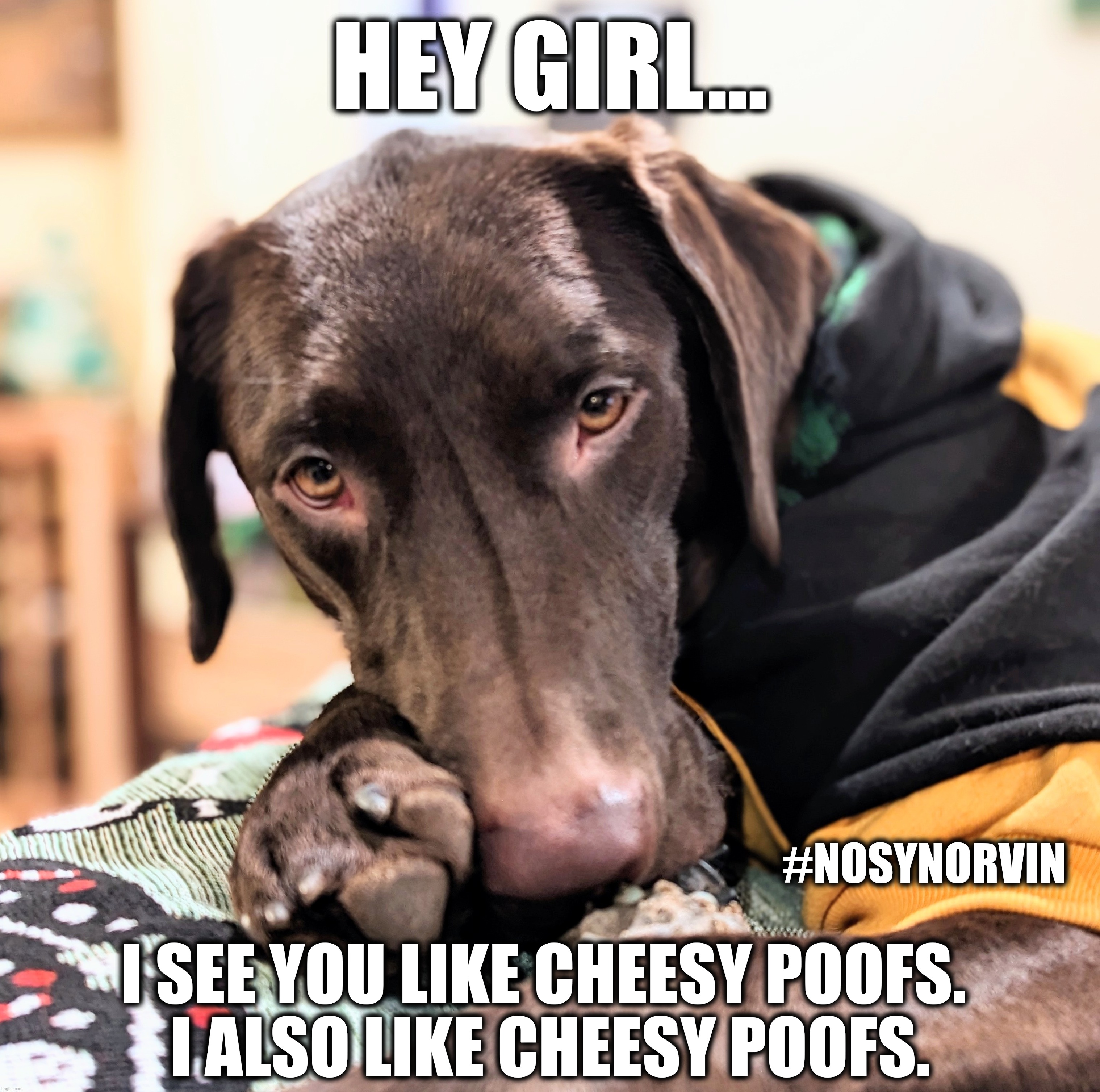 Hey Girl... | HEY GIRL... #NOSYNORVIN; I SEE YOU LIKE CHEESY POOFS. 
I ALSO LIKE CHEESY POOFS. | image tagged in hey girl,dogs,funny dogs,memes,funny,nosy norvin | made w/ Imgflip meme maker