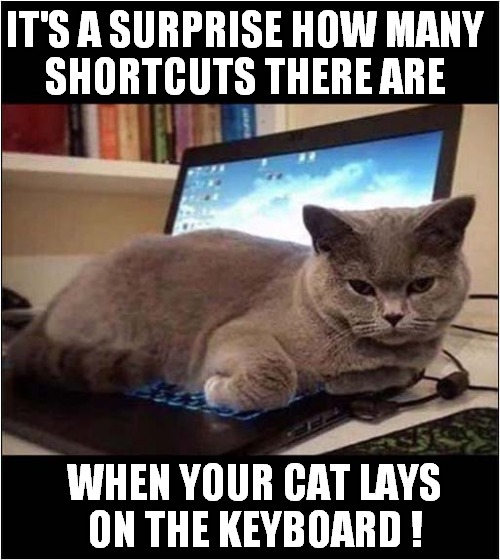 Computer Cat Shows You How ! | IT'S A SURPRISE HOW MANY
SHORTCUTS THERE ARE; WHEN YOUR CAT LAYS
ON THE KEYBOARD ! | image tagged in cats,computer,shortcuts | made w/ Imgflip meme maker