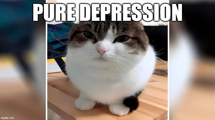 Wawa Cat (Oh the misery) | PURE DEPRESSION | image tagged in wawa cat oh the misery | made w/ Imgflip meme maker