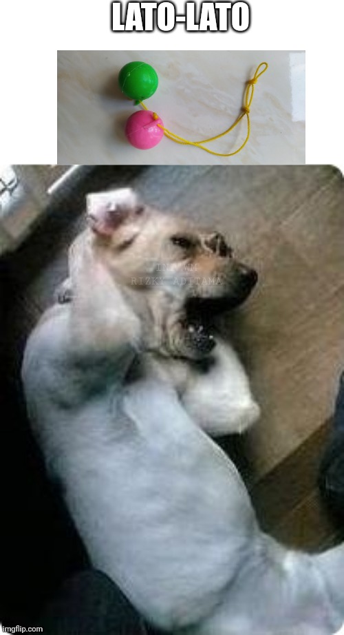 Lato lato | LATO-LATO; INI WM RIZKY ADITAMA | image tagged in dogs feel noisy | made w/ Imgflip meme maker