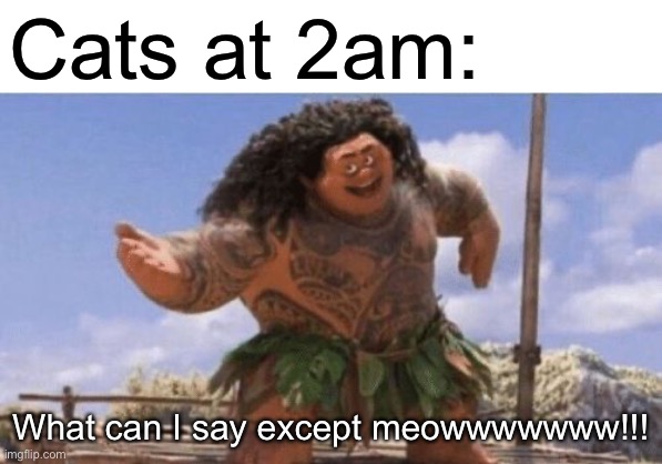 Why do cats do this? | Cats at 2am:; What can I say except meowwwwwww!!! | image tagged in what can i say except x | made w/ Imgflip meme maker