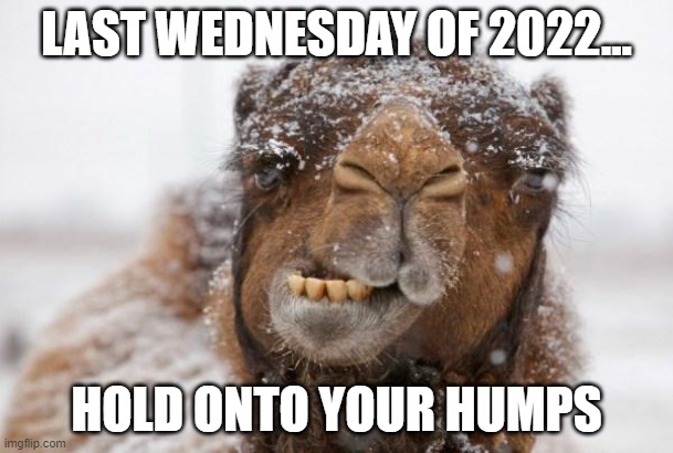 Freezing Hump Day Camel | LAST WEDNESDAY OF 2022... HOLD ONTO YOUR HUMPS | image tagged in freezing hump day camel,2022,wednesday,hump day,new year | made w/ Imgflip meme maker