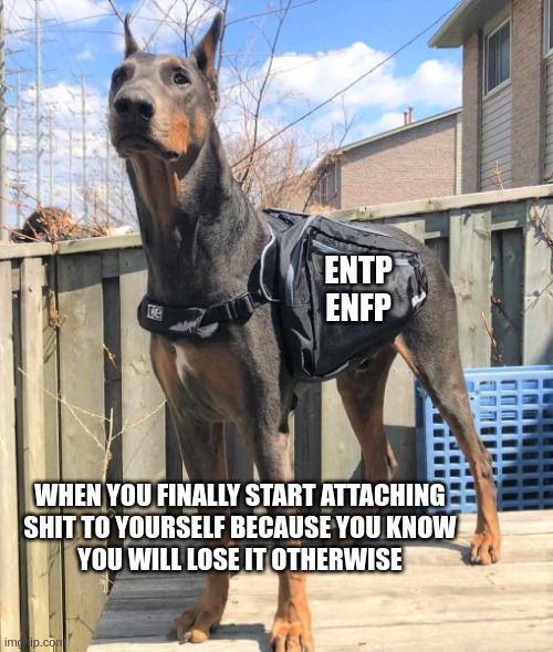 Si Inferior | ENTP
ENFP; WHEN YOU FINALLY START ATTACHING
SHIT TO YOURSELF BECAUSE YOU KNOW
YOU WILL LOSE IT OTHERWISE | image tagged in prepared dog,entp,enfp,myers briggs,mbti,personality | made w/ Imgflip meme maker