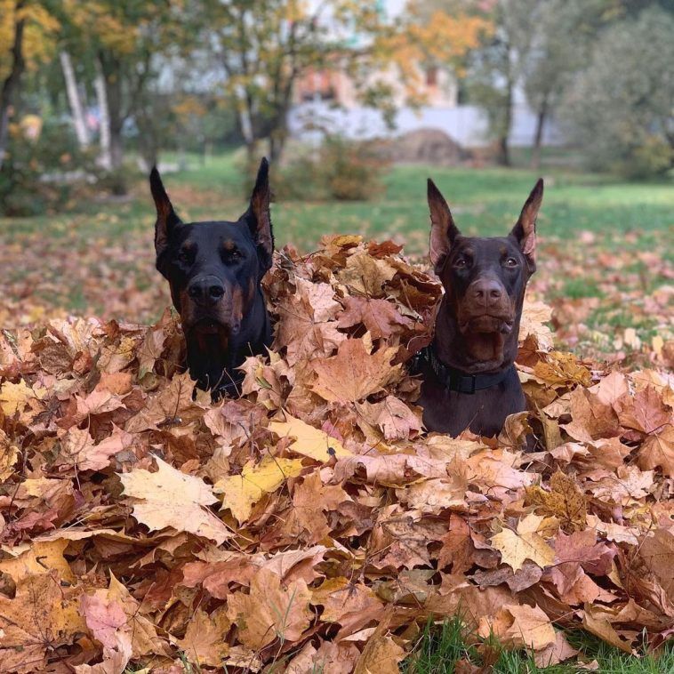 Camouflaged Doggos Blank Meme Template