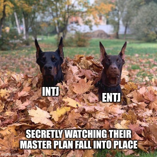 Secret Plan | INTJ; ENTJ; SECRETLY WATCHING THEIR MASTER PLAN FALL INTO PLACE | image tagged in camouflaged doggos,intj,entj,mbti,myers briggs,personality | made w/ Imgflip meme maker