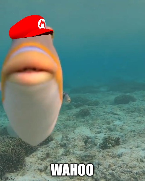 Fishio | WAHOO | image tagged in staring fish,mario | made w/ Imgflip meme maker