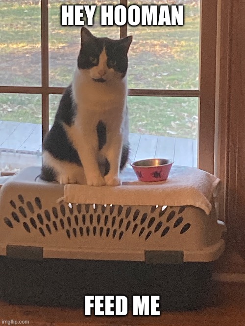 Cat sitting by bowl | HEY HOOMAN; FEED ME | image tagged in cute cat | made w/ Imgflip meme maker