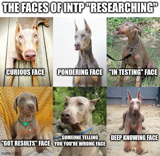 Faces of INTP in Research | THE FACES OF INTP "RESEARCHING"; PONDERING FACE; CURIOUS FACE; "IN TESTING" FACE; DEEP KNOWING FACE; SOMEONE TELLING YOU YOU'RE WRONG FACE; "GOT RESULTS" FACE | image tagged in intp,mbti,myers briggs,personality,doberman,research | made w/ Imgflip meme maker
