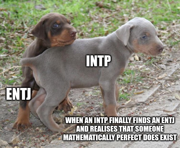 Smart Love | INTP; ENTJ; WHEN AN INTP FINALLY FINDS AN ENTJ
AND REALISES THAT SOMEONE
MATHEMATICALLY PERFECT DOES EXIST | image tagged in puppy protect,intp,entj,mbti,personality,myers briggs | made w/ Imgflip meme maker