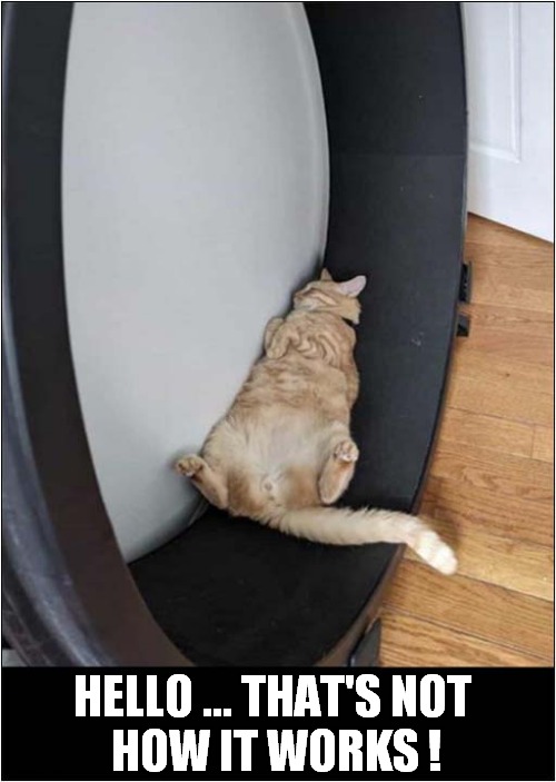 A Cat Enjoying An Exercise Wheel ! | HELLO ... THAT'S NOT 
HOW IT WORKS ! | image tagged in cats,exercise,wheel,sleeping | made w/ Imgflip meme maker