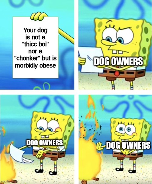 HE IS ONLY A THICC BOI | Your dog is not a "thicc boi" nor a "chonker" but is morbidly obese; DOG OWNERS; DOG OWNERS; DOG OWNERS | image tagged in spongebob burning paper | made w/ Imgflip meme maker