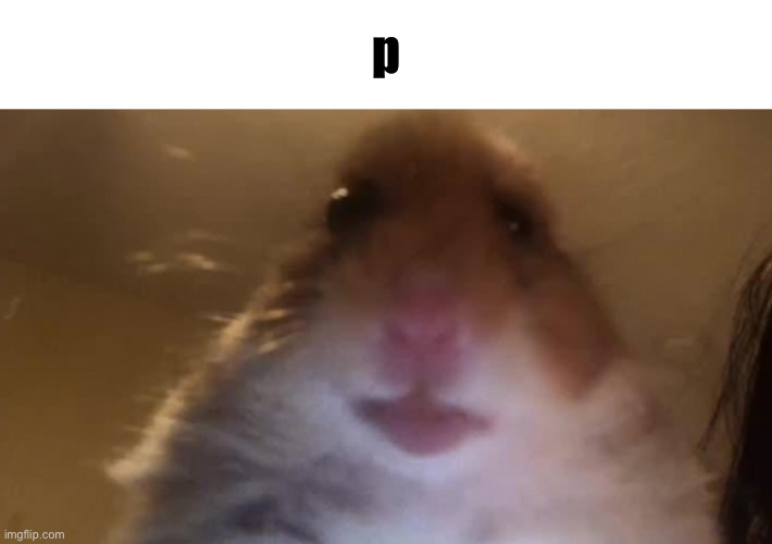 Staring Hamster | p | image tagged in staring hamster | made w/ Imgflip meme maker
