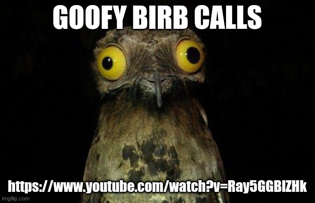 birb | GOOFY BIRB CALLS; https://www.youtube.com/watch?v=Ray5GGBlZHk | image tagged in crazy eyed bird | made w/ Imgflip meme maker