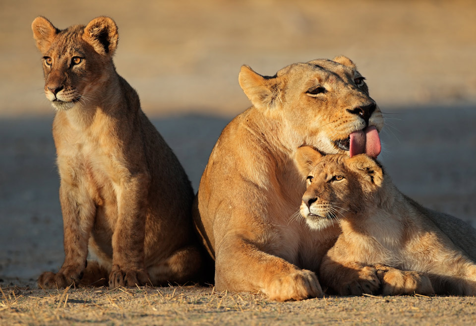 Lioness with cubs Blank Meme Template