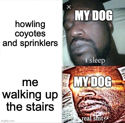 Sleeping Shaq | MY DOG; howling coyotes and sprinklers; MY DOG; me walking up the stairs | image tagged in memes,sleeping shaq | made w/ Imgflip meme maker