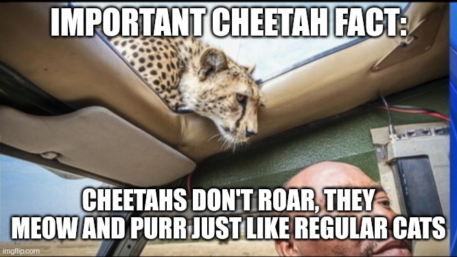 They're just big kitty cats, fast AF kitty cats but still (yes, this is true. Look it up) | IMPORTANT CHEETAH FACT:; CHEETAHS DON'T ROAR, THEY MEOW AND PURR JUST LIKE REGULAR CATS | image tagged in cheetah sunroof | made w/ Imgflip meme maker