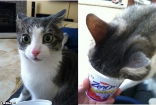 what if i told you cat | image tagged in what if i told you | made w/ Imgflip meme maker