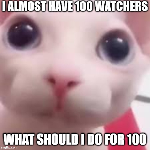 bingus | I ALMOST HAVE 100 WATCHERS; WHAT SHOULD I DO FOR 100 | image tagged in bingus | made w/ Imgflip meme maker