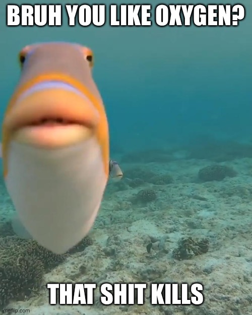 staring fish | BRUH YOU LIKE OXYGEN? THAT SHIT KILLS | image tagged in staring fish | made w/ Imgflip meme maker