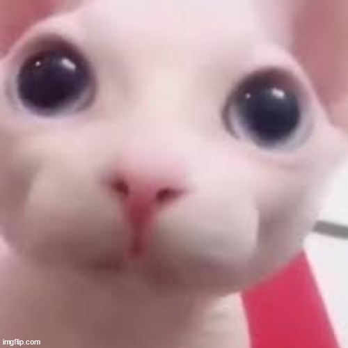 bingus | image tagged in bingus | made w/ Imgflip meme maker