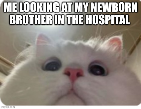 why? | ME LOOKING AT MY NEWBORN BROTHER IN THE HOSPITAL | image tagged in funny animals | made w/ Imgflip meme maker